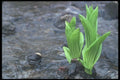 236020 False Hellebore A4 Photo Print