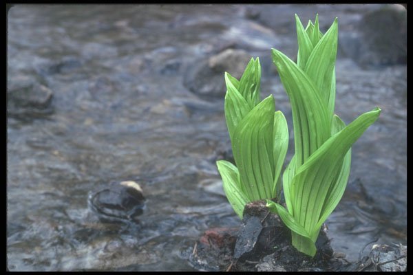 236020 False Hellebore A4 Photo Print