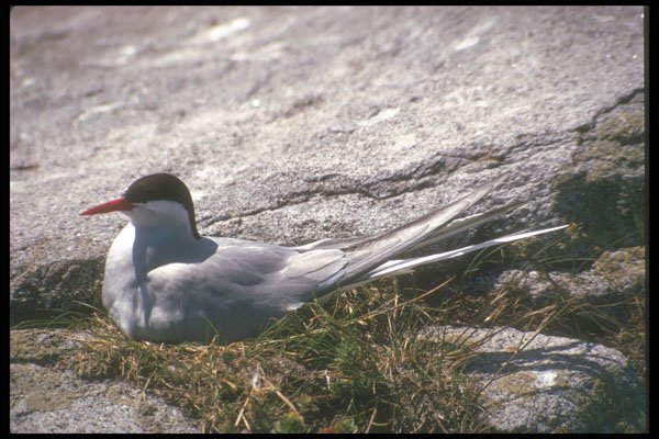 236021 Arctic Tern, Nesting A4 Photo Print