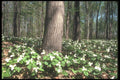 236024 Trillium Woods A4 Photo Print