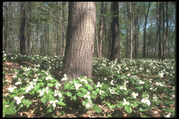 236024 Trillium Woods A4 Photo Print