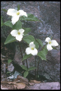 236025 Trillium A4 Photo Print
