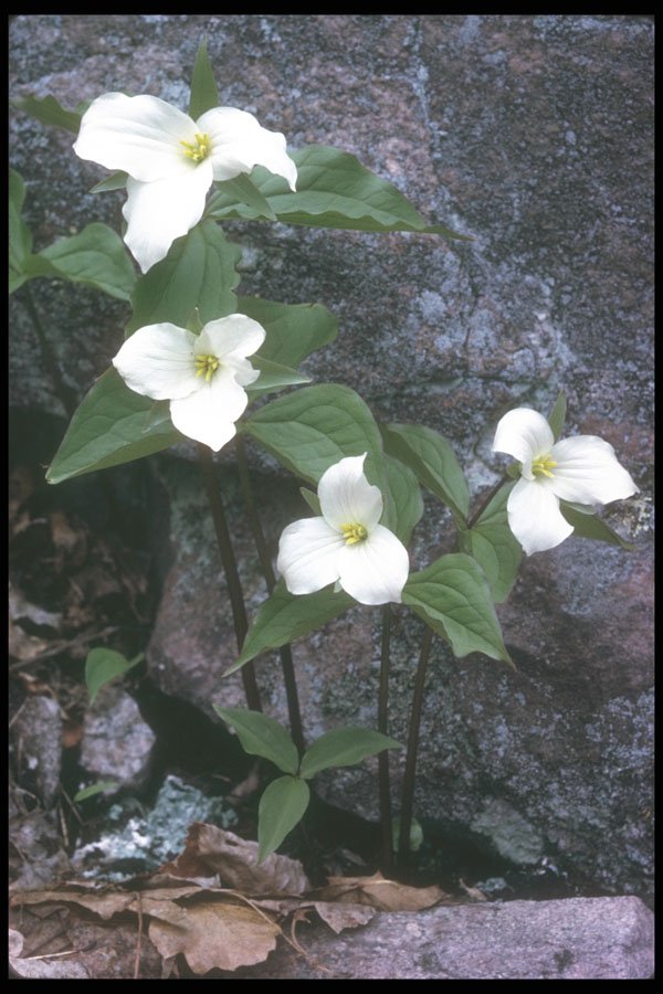 236025 Trillium A4 Photo Print