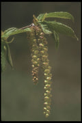236026 Catkins Of The Hornwood Tree A4 Photo Print
