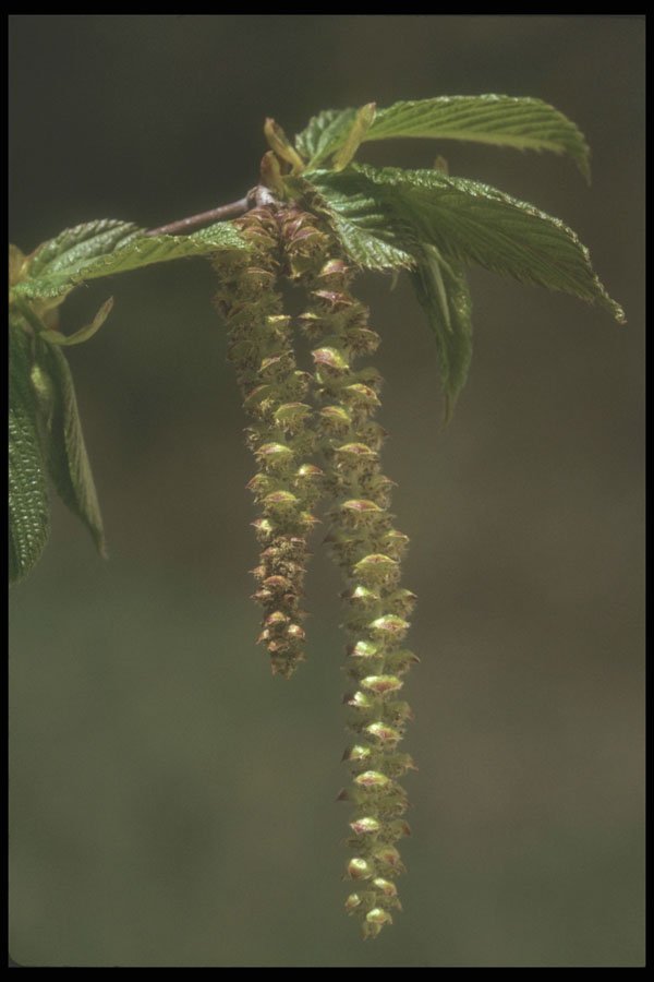 236026 Catkins Of The Hornwood Tree A4 Photo Print