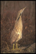 236027 American Bittern A4 Photo Print