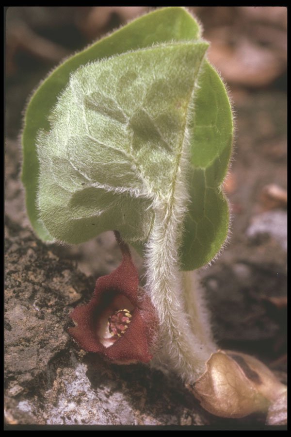 236028 Wild Ginger A4 Photo Print