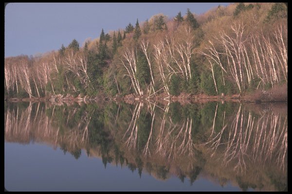 236029 Spring Reflections A4 Photo Print