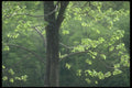 236031 Spring Green A4 Photo Print