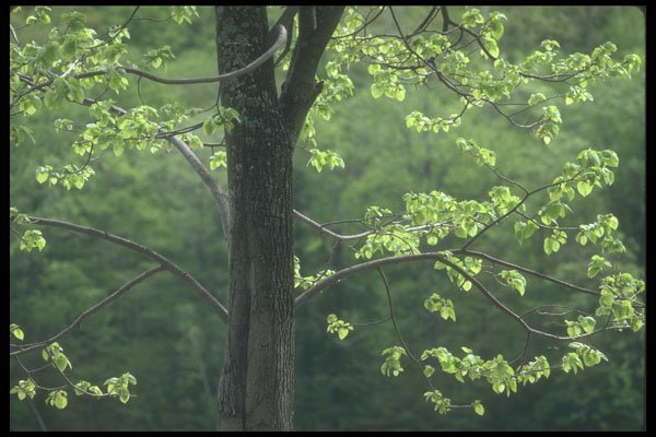 236031 Spring Green A4 Photo Print