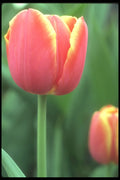 236032 Tulip Study A4 Photo Print