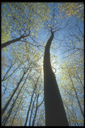 236033 New Foliage A4 Photo Print