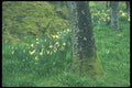 236034 Beacon Hill Park A4 Photo Print