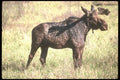 236035 Bull Moose A4 Photo Print