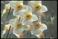 236036 Spring Beauties A4 Photo Print