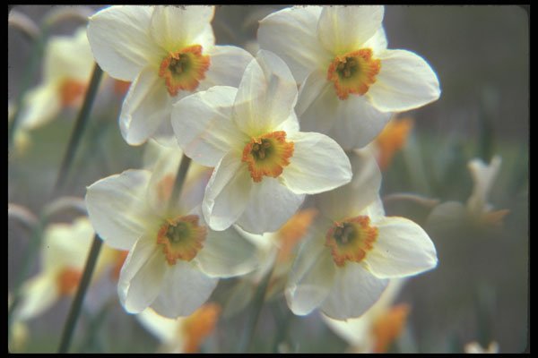 236036 Spring Beauties A4 Photo Print
