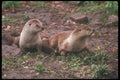 236037 Otters A4 Photo Print