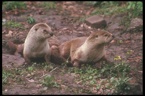 236037 Otters A4 Photo Print