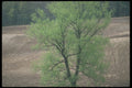 236038 Willow Tree A4 Photo Print