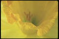 236040 Daffodil A4 Photo Print