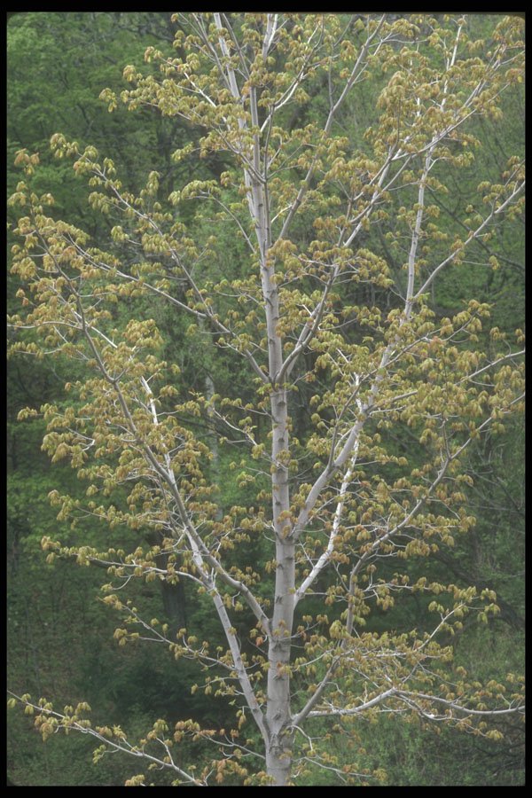 236041 Maple Tree In Spring A4 Photo Print