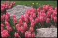 236042 Hyacinths A4 Photo Print