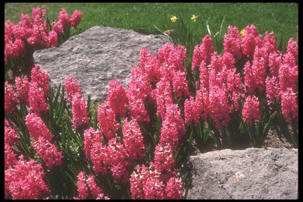 236042 Hyacinths A4 Photo Print