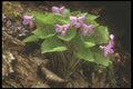 236043 Common Blue Violets A4 Photo Print