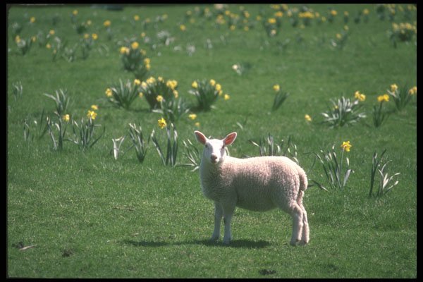 236044 Lamb Among The Daffodils A4 Photo Print
