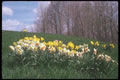 236045 Narcissus And Daffodils A4 Photo Print