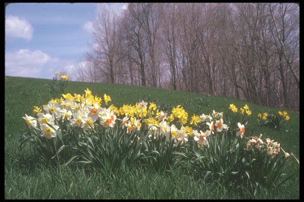 236045 Narcissus And Daffodils A4 Photo Print
