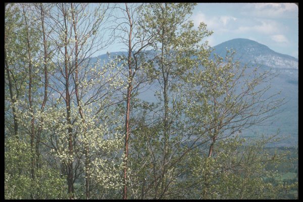 236046 Mountain A4 Photo Print