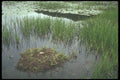 236048 Abandoned Loon's Nest A4 Photo Print