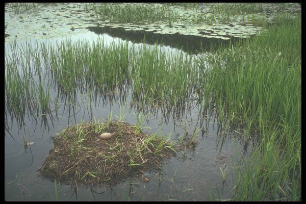 236048 Abandoned Loon's Nest A4 Photo Print