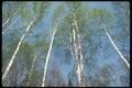 236049 Birches In Spring A4 Photo Print