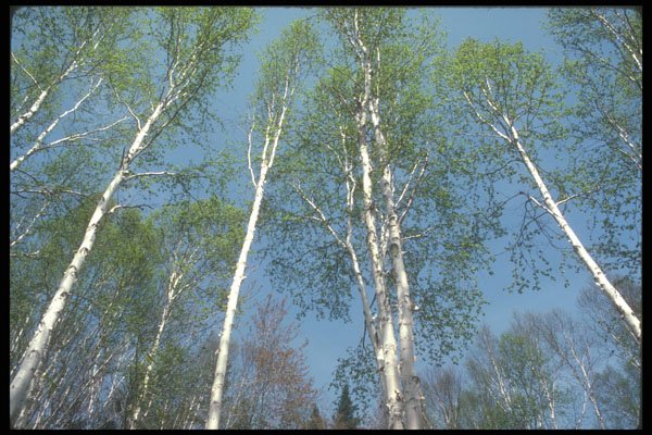 236049 Birches In Spring A4 Photo Print