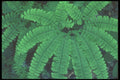236050 Maidenhair Fern A4 Photo Print