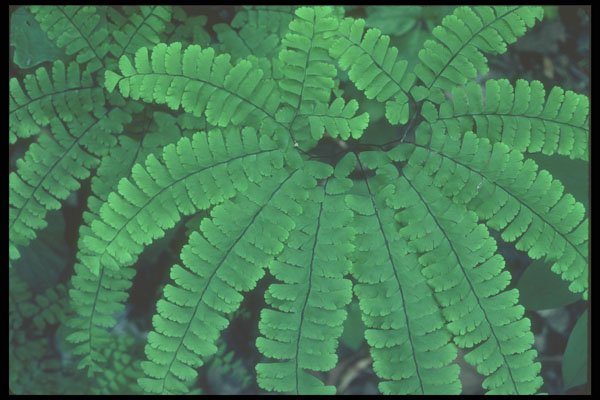 236050 Maidenhair Fern A4 Photo Print