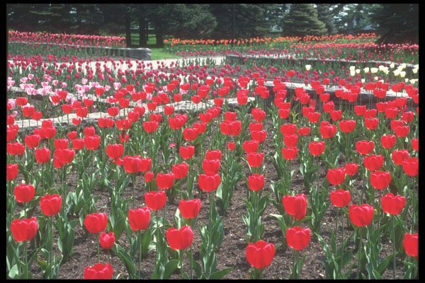 236051 Tulips, Panorama A4 Photo Print