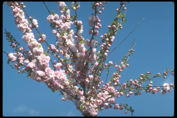 236052 Tree In Bloom A4 Photo Print
