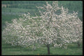 236055 Apple Orchards In Bloom A4 Photo Print