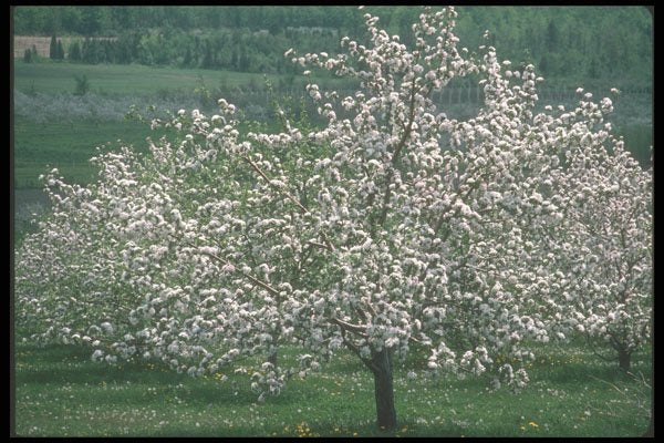 236055 Apple Orchards In Bloom A4 Photo Print