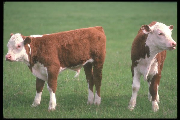 236056 Calves A4 Photo Print