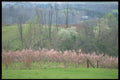 236060 Pink Accent A4 Photo Print