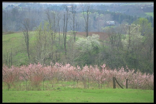 236060 Pink Accent A4 Photo Print
