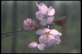 236061 Sheridan Cherries A4 Photo Print