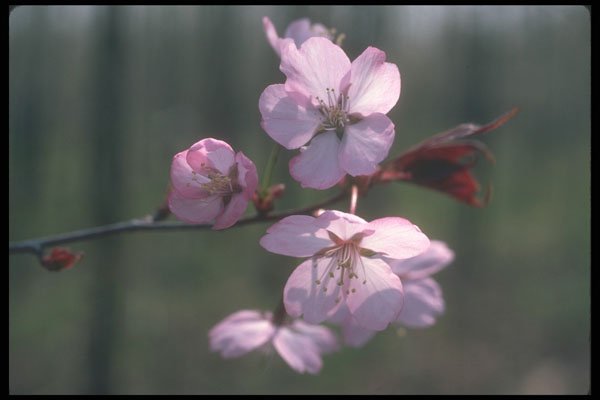 236061 Sheridan Cherries A4 Photo Print