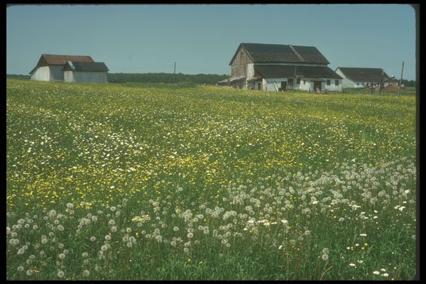 236062 Wildflower Vista A4 Photo Print