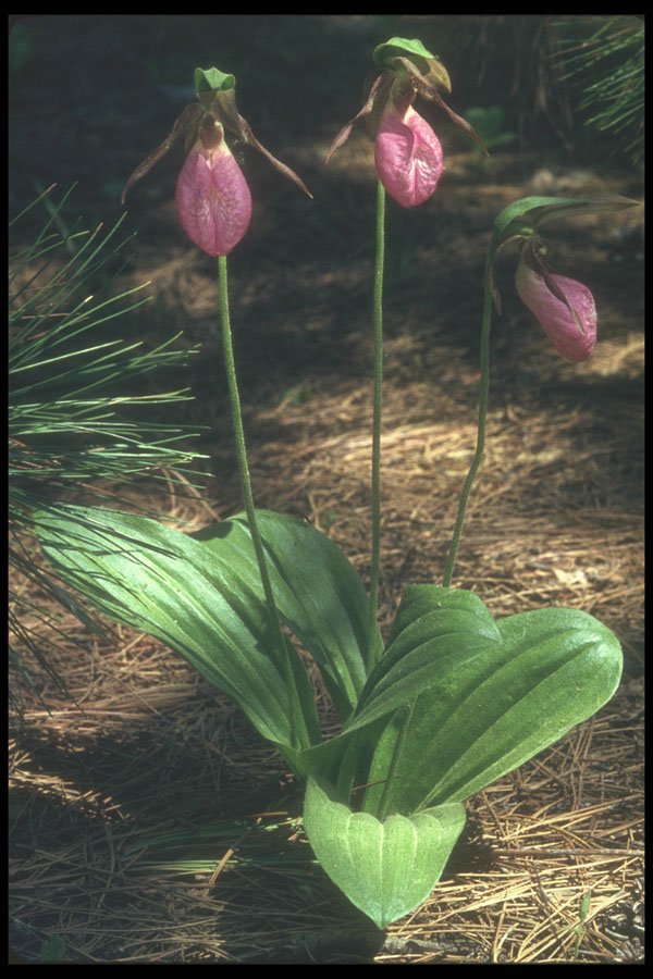 236063 Moccasin Flowers A4 Photo Print