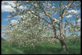 236065 Apple Tree In Bloom A4 Photo Print
